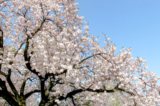 Cherry Blossoms in Tokyo, Japan