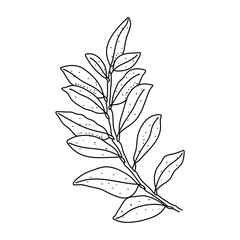Hand drawn floral laurel leaves isolated on white background