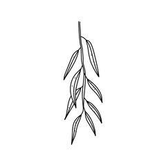 Hand drawn Leaf of willow. Vector illustration in Doodle style isolated on white background. © fahmi