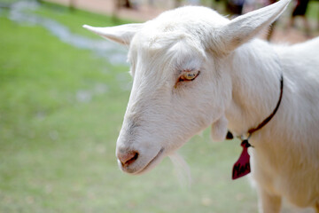 Closeup of White Goat on the Farm