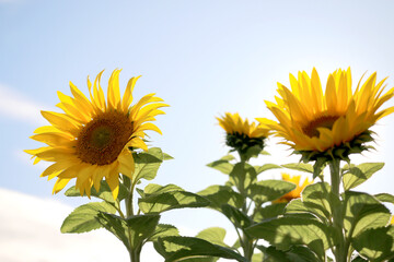 Bright Yellow Sunflowers in the Sky on A Sunny Day
