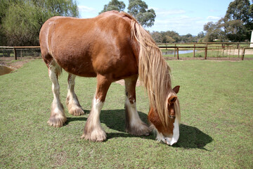 Brown Horse Eating Grass on the Farm