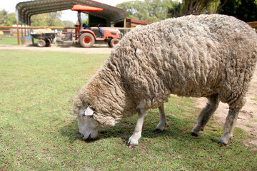 Sheep grazing on the Farm with Tractor in Background