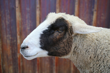 Closeup of Sheep on the Farm