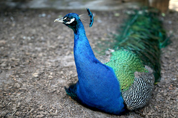Fototapeta premium Beautiful Elegant Male Peacock Taking a Rest