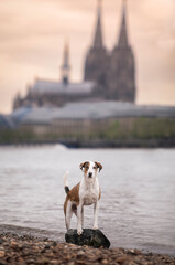 dog on the beach in Köln