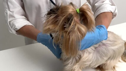 A dog is being examined by a veterinarian at the clinic, a female doctor examines a sick dog in the veterinary office