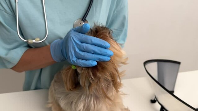 A dog is being examined by a veterinarian at the clinic, a female doctor examines a sick dog in the veterinary office