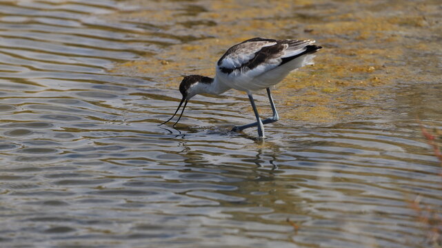 avocette &eacute;l&eacute;gante