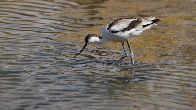 avocette &eacute;l&eacute;gante