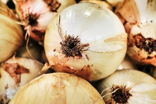 Organic white onions from the farmer's market