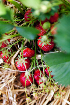 Red strawberries growing on plant