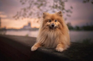 Cute spitz dog portrait in sunset in Cologne Köln Germany