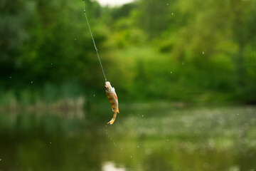 fly fishing on the river, fishing bait on the lake, fish in a pond