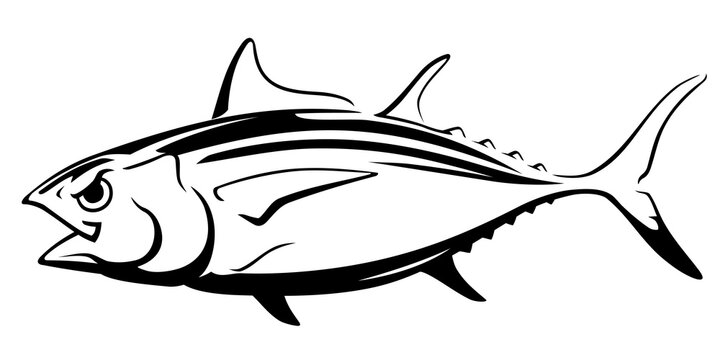 Big Eye Tuna Fish, Line Art Illustration