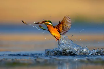 Foto op Aluminium Kingfisher bird diving for fish. Colorful nature background. Bird: Common Kingfisher. Alcedo atthis. © serkanmutan