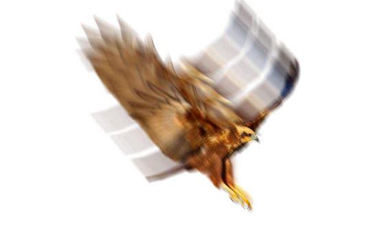 Flying bird of prey. Isolated image. Motion blur effect. Western Marsh Harrier.