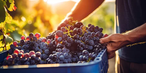 Fotobehang Winemaker harvesting grapes © Zerbor