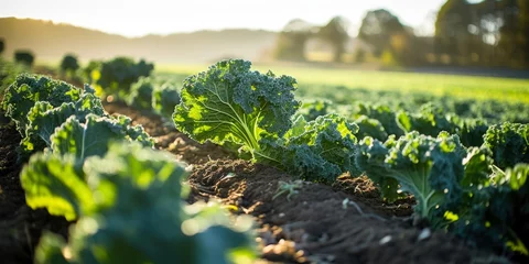 Tuinposter Fresh kale in a field © Zerbor