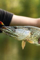 child playing with a fish, fishing bait on hook, fishing bait on the lake, fish in a pond