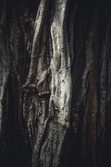 Close up of a bark of tree