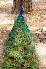Obraz premium Peacock (Peafowl, Peachicken) train tail closed from behind at the Seven Springs (Epta Piges) famous tourist attraction park