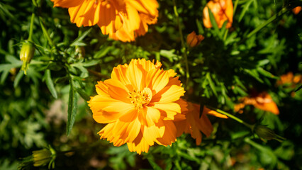 The beautiful cosmos sulphureus flowers are golden yellow