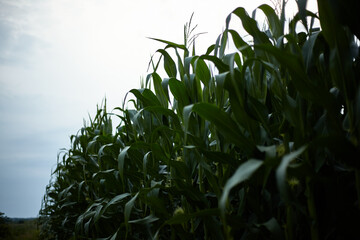 Corn. Green leaves of the crop.