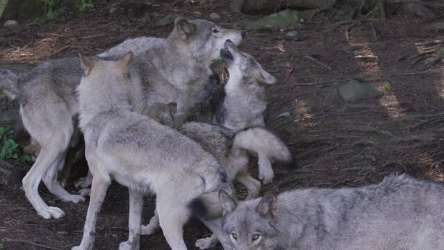 Wild animal - Cinematic wolves in the forest