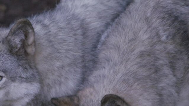 Wild animal - Cinematic wolves in the forest