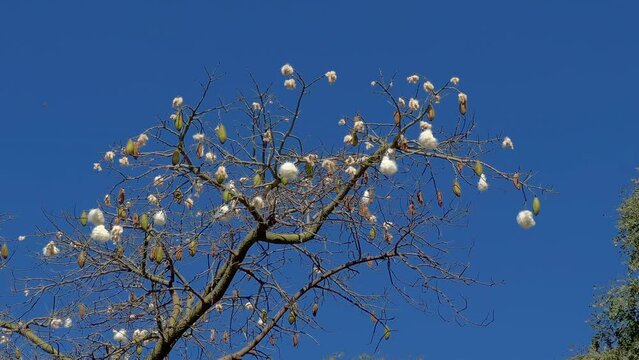 Floss silk tree