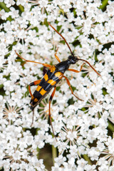 Strangalia attenuata, a species of beetle from the longhorn beetle family, on a white  plant, top view