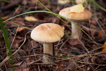 Edible mashrooms, fresh and natural rough boletus in the autumn forest