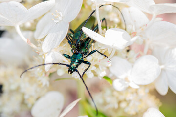 Aromia moschata, Musk beetle, by a beautifully colored beetle, during copulation, close up