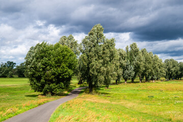 Der Elberadweg bei Priesitz - gesäumt von mächtigen Alleebäumen