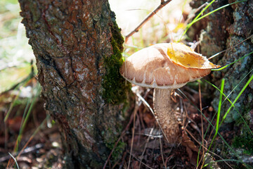 Edible mashrooms, fresh and natural rough boletus in the autumn forest