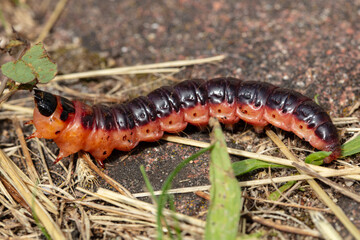 Cossus cossus, European goat moth, popularly called caterpillar, side view
