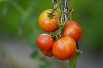 Tigerella is a bi-colored tomato cultivar, (Solanum lycopersicum) Hanover, Germany.