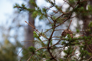 Cones hang on the branches of the tree. Close-up shot. Natural beauty of the forest
