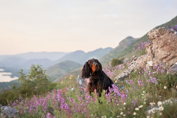 dog in pink flowers outdoors in Mountains. Gordon setter in nature on the rock  - obrazy, fototapety, plakaty