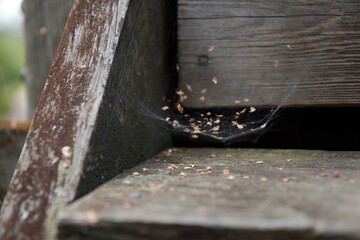 Spider web in old house