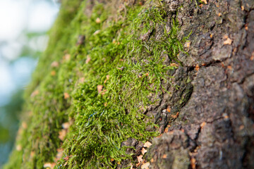 An image of a old tree truck with tree lungwort