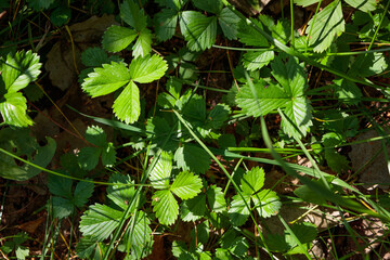 Green leaf texture. Leaf texture background