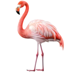 Fotobehang Pink Flamingo stands on transparent © kilimanjaro 