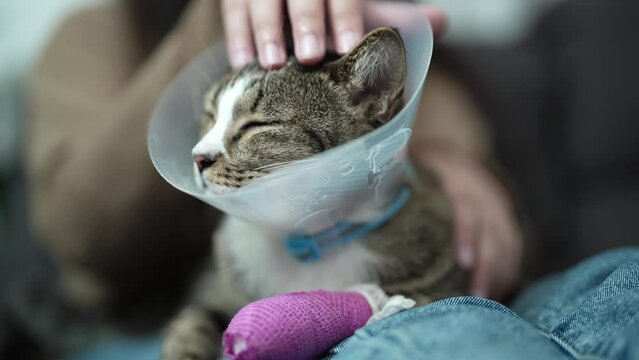 kitten wearing collar woman worried about sick pet tabby cat  Domestic cat  with owner