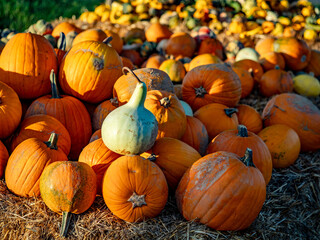 FrischeKürbisse vom Feld
