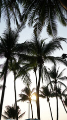 Coconut Tree Silhouette Landscape Background with Sunset Sky