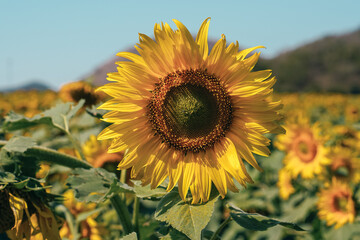 Obraz premium Close up Sunflower field natural background.
