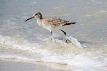 A willet, a type of sandpiper-like seabird. Photo taken at Caladesi Island State Park near Tampa Florida.