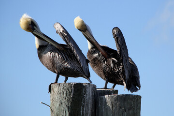 Two brown pelicans at Caladesi Island State Park, FL. The brown pelican is a bird of the pelican family, one of three species found in the Americas and one of two that feed by diving into water.